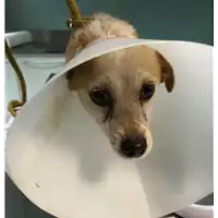 Foto dell\'animale cane - Matr. 2019/0037 - Microchip 380260043634298