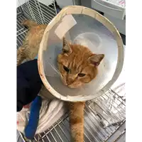 Foto dell\'animale gatto - Matr. 2019/0038 - Microchip 380260043844268
