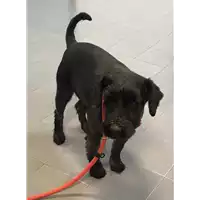 cane - Matr. 2019/0041 - Microchip 380260010333712