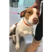 Foto dell\'animale cane - Matr. 2019/0043 - Microchip 380260043843777