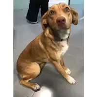 Foto dell\'animale cane - Matr. 2019/0044 - Microchip 380260043844133