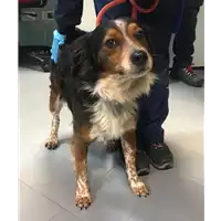 Foto dell\'animale cane - Matr. 2019/0046 - Microchip 380260000096268