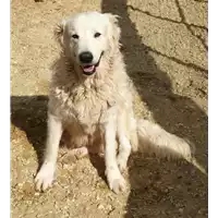 Foto dell\'animale cane - Matr. 2019/0045 - Microchip 380260040240154