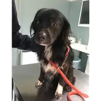 Foto dell\'animale cane - Matr. 2019/0048 - Microchip 380260042127011