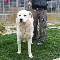 Foto dell\'animale cane - Matr. 2019/0052 - Microchip 380260043844199