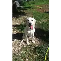 Foto dell\'animale cane - Matr. 2016/1025 - Microchip 380260002303665