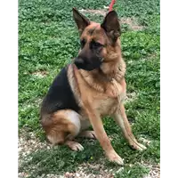 Foto dell\'animale cane - Matr. 2018/2001 - Microchip 380260100604869