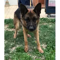 Foto dell\'animale cane - Matr. 2018/2002 - Microchip 380260100604861