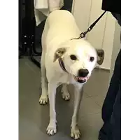 Foto dell\'animale cane - Matr. 2019/0069 - Microchip 380260002021704