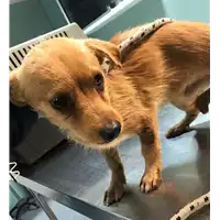 Foto dell\'animale cane - Matr. 2018/2475 - Microchip 380260043854262