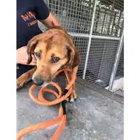 Foto dell\'animale cane - Matr. 2018/1145 - Microchip 380260043500676