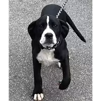 Foto dell\'animale cane - Matr. 2019/0054 - Microchip 380260043844225