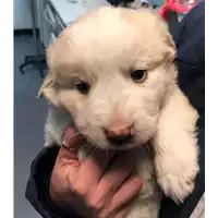 Foto dell\'animale cane - Matr. 2019/0062 - Microchip 380260043853495