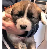 Foto dell\'animale cane - Matr. 2019/0061 - Microchip 380260043852802
