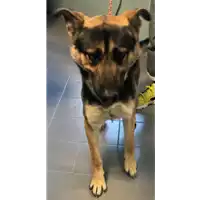 Foto dell\'animale cane - Matr. 2017/2186 - Microchip 380260043149956