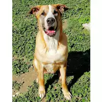 cane - Matr. 2019/0059 - Microchip 380260000832213