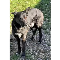 Foto dell\'animale cane - Matr. 2019/0060 - Microchip 380260002417198