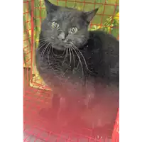 Foto dell\'animale gatto - Matr. 2019/0063 - Microchip 380260043853432