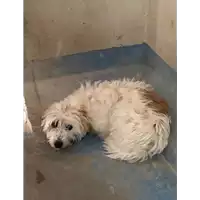 cane - Matr. 2019/0067 - Microchip 380260070193312