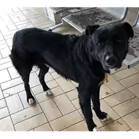 Foto dell\'animale cane - Matr. 2019/0066 - Microchip 380260043853484