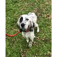 Foto dell\'animale cane - Matr. 2019/0070 - Microchip 380260002256316