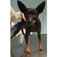 Foto dell\'animale cane - Matr. 2018/2351 - Microchip 380260043687245