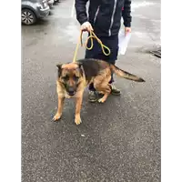 Foto dell\'animale cane - Matr. 2019/0071 - Microchip 380260002085889