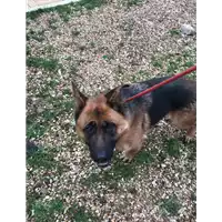 Foto dell\'animale cane - Matr. 2019/0072 - Microchip 380260101166636
