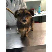 Foto dell\'animale cane - Matr. 2019/0074 - Microchip 380260043849929