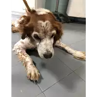 Foto dell\'animale cane - Matr. 2018/0083 - Microchip 982009102160194