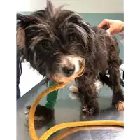Foto dell\'animale cane - Matr. 2019/0076 - Microchip 380260043854337