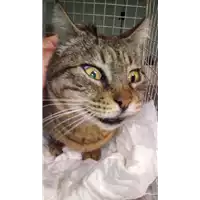 Foto dell\'animale gatto - Matr. 2018/0211 - Microchip 380260043512999