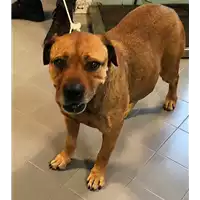 Foto dell\'animale cane - Matr. 2016/000001361 - Microchip 380260042860103