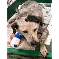 Foto dell\'animale cane - Matr. 2019/0081 - Microchip 981100000138606