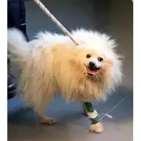Foto dell\'animale cane - Matr. 2019/0078 - Microchip 380260000899951