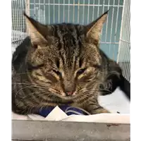Foto dell\'animale gatto - Matr. 2019/0082 - Microchip 380260043854319