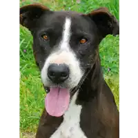 Foto dell\'animale cane - Matr. 2009/0537 - Microchip 981109002060763