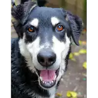 Foto dell\'animale cane - Matr. 2018/1598 - Microchip 380260042816391