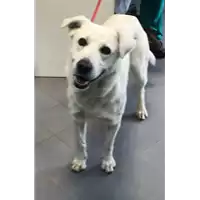 Foto dell\'animale cane - Matr. 2019/0099 - Microchip 380260043854187