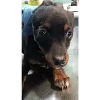 Foto dell\'animale cane - Matr. 2019/0093 - Microchip 380260043853588