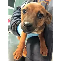 Foto dell\'animale cane - Matr. 2019/0091 - Microchip 380260043854121