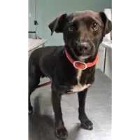 Foto dell\'animale cane - Matr. 2019/0090 - Microchip 380260043853850