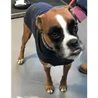 Foto dell\'animale cane - Matr. 2019/0088 - Microchip 380260101274590