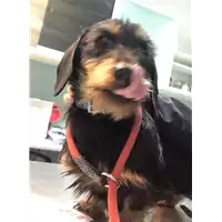 Foto dell\'animale cane - Matr. 2019/0094 - Microchip 642099000660641