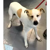 Foto dell\'animale cane - Matr. 2019/0095 - Microchip 380260043854095