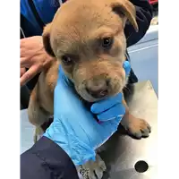 Foto dell\'animale cane - Matr. 2019/0097 - Microchip 380260043854300