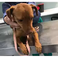 Foto dell\'animale cane - Matr. 2019/0106 - Microchip 380260002367646