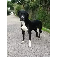 cane - Matr. 2016/1222 - Microchip 380260042788978