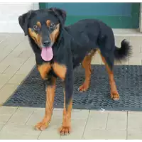 Foto dell\'animale cane - Matr. 2010/1188 - Microchip 380260000142243