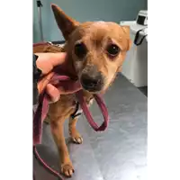 Foto dell\'animale cane - Matr. 2019/0105 - Microchip 380260000574587